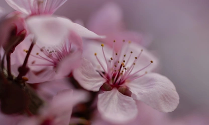 cherry-blossom-flowers-gallery-15