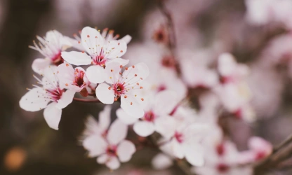cherry-blossom-flowers-gallery-16