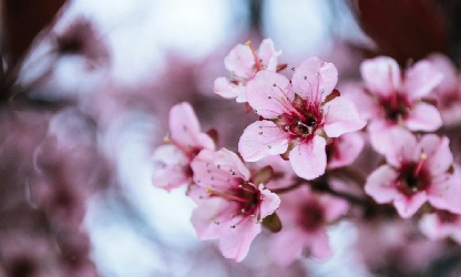 cherry-blossom-flowers-gallery-2