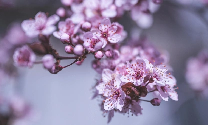 cherry-blossom-flowers-gallery-3