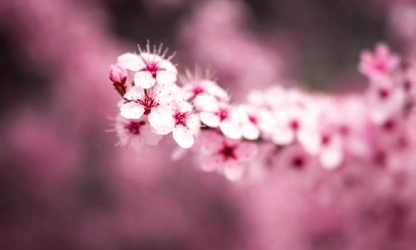 cherry-blossom-flowers-gallery-4
