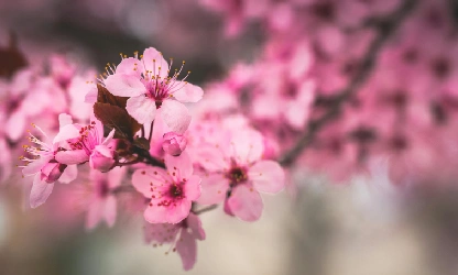 cherry-blossom-flowers-gallery-5