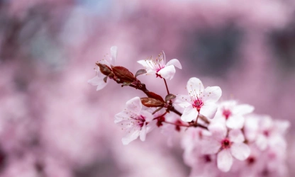 cherry-blossom-flowers-gallery-6