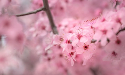 cherry-blossom-flowers-gallery-7