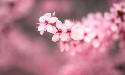 cherry-blossom-flowers-gallery-8