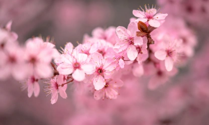 cherry-blossom-flowers-gallery-9