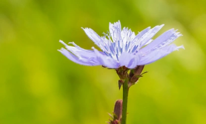 chicory-flowers-gallery-1