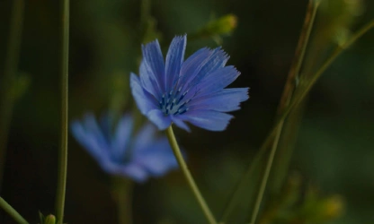 chicory-flowers-gallery-10