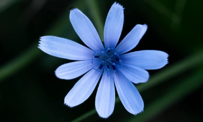 chicory-flowers-gallery-11
