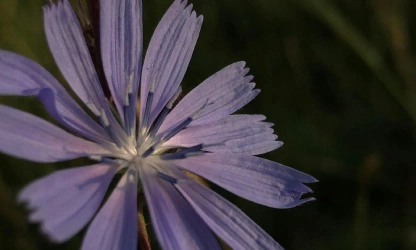 chicory-flowers-gallery-12