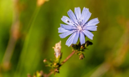 chicory-flowers-gallery-13