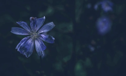 chicory-flowers-gallery-14