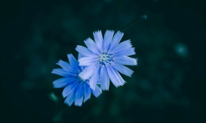 chicory-flowers-gallery-15