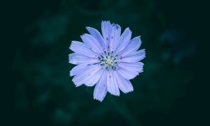 chicory-flowers-gallery-16
