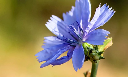 chicory-flowers-gallery-2