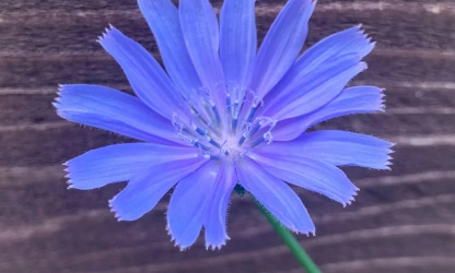 chicory-flowers-gallery-3
