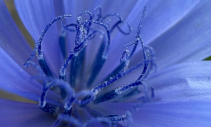 chicory-flowers-gallery-4