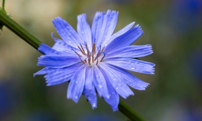 chicory-flowers-gallery-5
