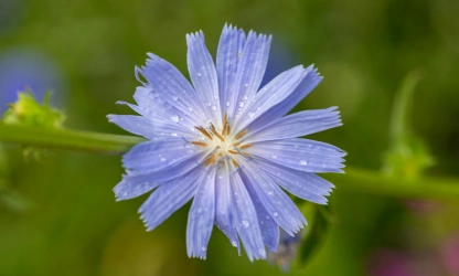 chicory-flowers-gallery-6