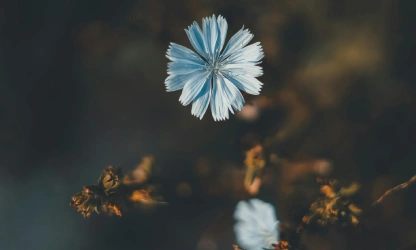 chicory-flowers-gallery-7