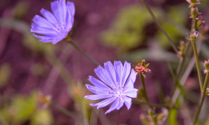 chicory-flowers-gallery-9