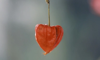 chinese-lantern-flowers-gallery-10