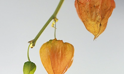 chinese-lantern-flowers-gallery-11