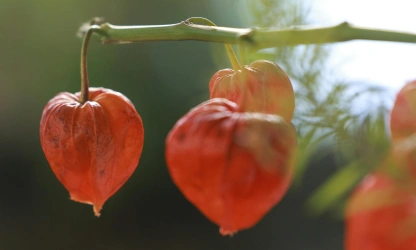 chinese-lantern-flowers-gallery-12