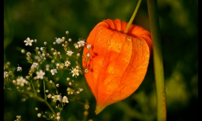 chinese-lantern-flowers-gallery-13