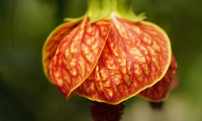 chinese-lantern-flowers-gallery-14