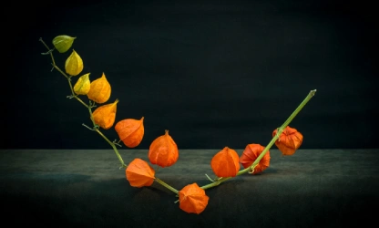 chinese-lantern-flowers-gallery-15