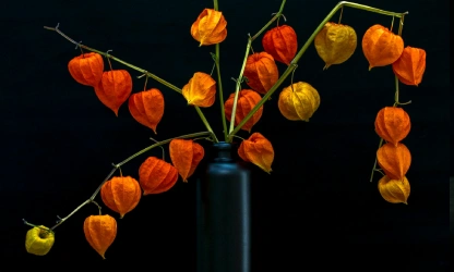 chinese-lantern-flowers-gallery-16