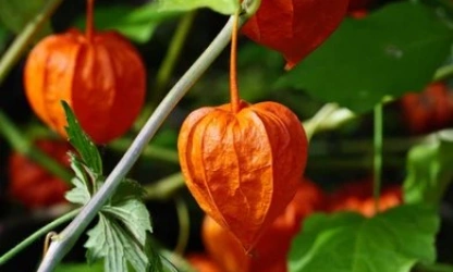 chinese-lantern-flowers-gallery-2