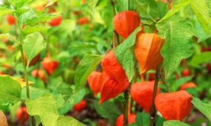 chinese-lantern-flowers-gallery-3