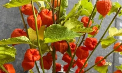chinese-lantern-flowers-gallery-4