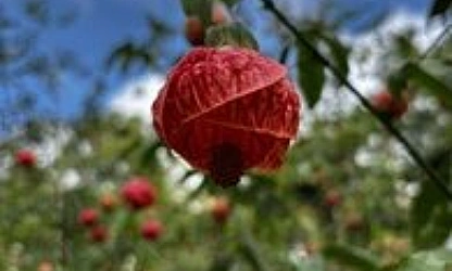 chinese-lantern-flowers-gallery-5