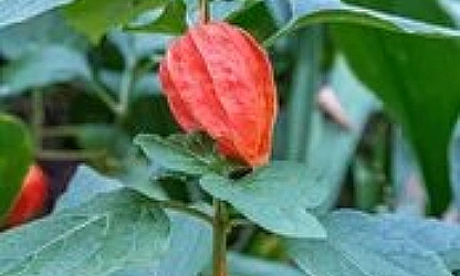 chinese-lantern-flowers-gallery-6