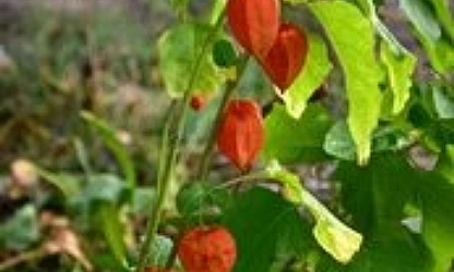 chinese-lantern-flowers-gallery-7