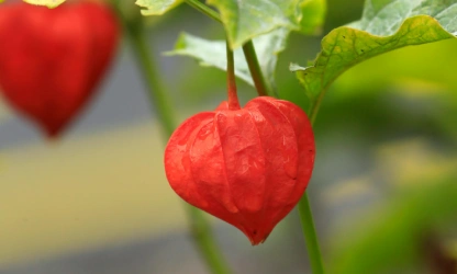 chinese-lantern-flowers-gallery-8