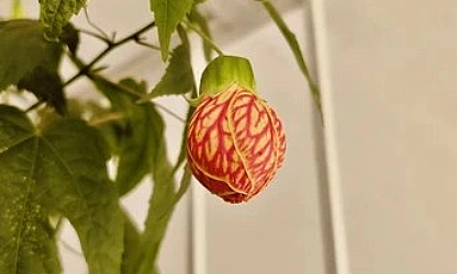 chinese-lantern-flowers-gallery-9
