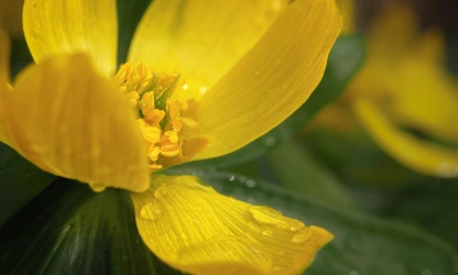 christmas-aconite-flowers-gallery-1