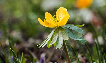 christmas-aconite-flowers-gallery-10