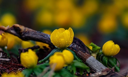 christmas-aconite-flowers-gallery-11