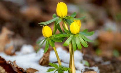 christmas-aconite-flowers-gallery-12