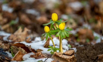 christmas-aconite-flowers-gallery-13