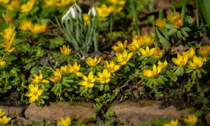 christmas-aconite-flowers-gallery-14