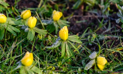 christmas-aconite-flowers-gallery-15