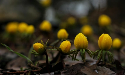 christmas-aconite-flowers-gallery-16