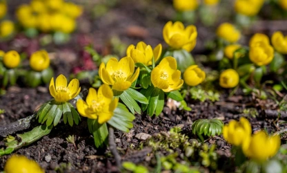 christmas-aconite-flowers-gallery-2