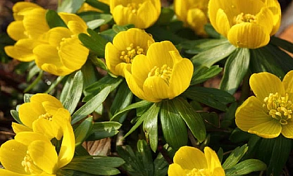 christmas-aconite-flowers-gallery-3
